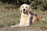 GOLDEN RETRIEVER 540